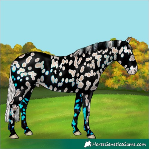 Horse Color:Silver Brown Onyx Appaloosa 