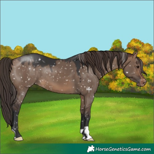 Horse Color:Brown Dun Appaloosa