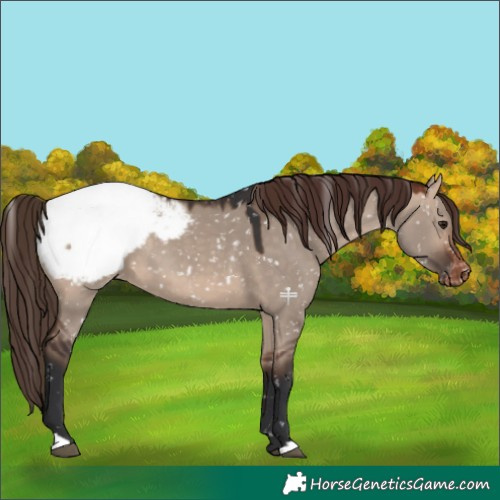 Horse Color:Bay Dun Mushroom Appaloosa