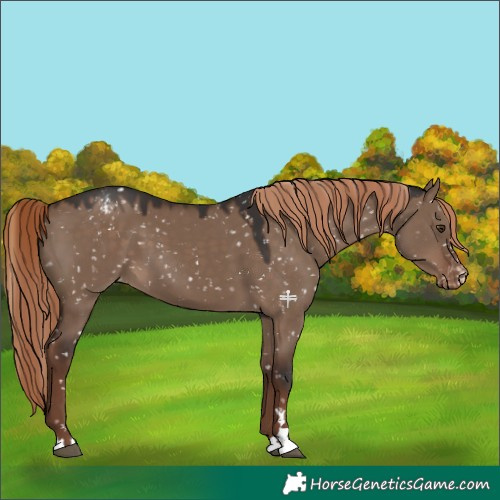 Horse Color:Liver Red Dun Appaloosa 