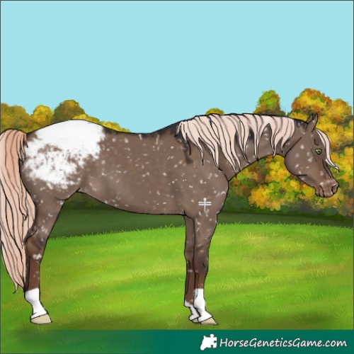 Horse Color:Liver Red Dun Mushroom Appaloosa 