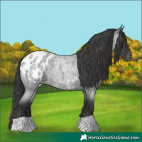 Horse Color:Blue Roan Blanket 