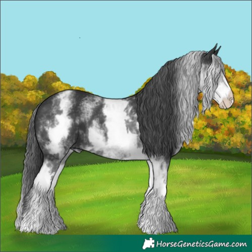 Horse Color:White Spotted Black