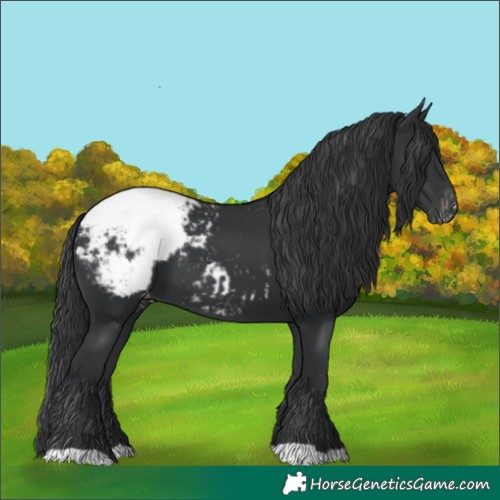 Horse Color:Black Appaloosa