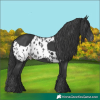 Horse Color:Black Skewed LP Spotted 