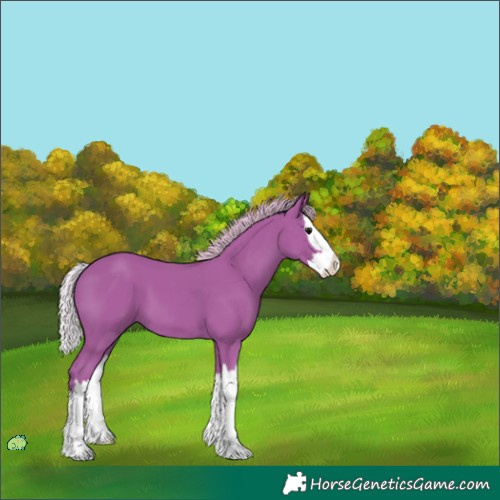 Horse Color:Unknown 