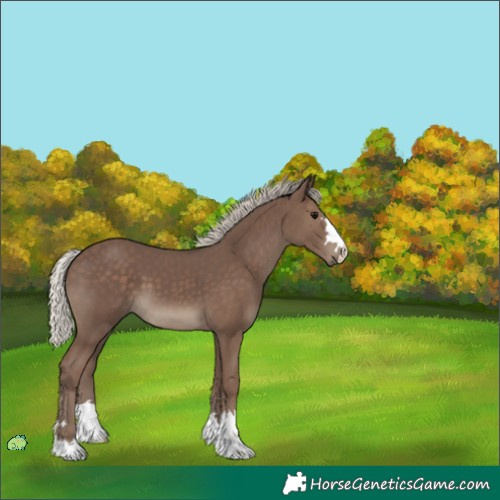 Horse Color:Unknown 