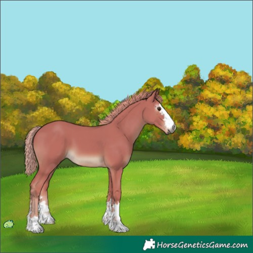 Horse Color:Unknown 