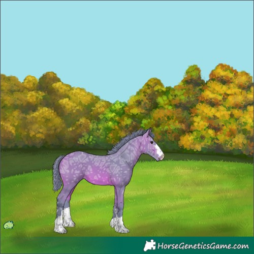 Horse Color:Unknown 
