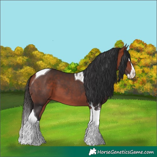 Horse Color:Bay Splash Tobiano