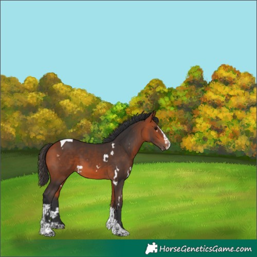 Horse Color:White Spotted Bay Splash Tobiano 