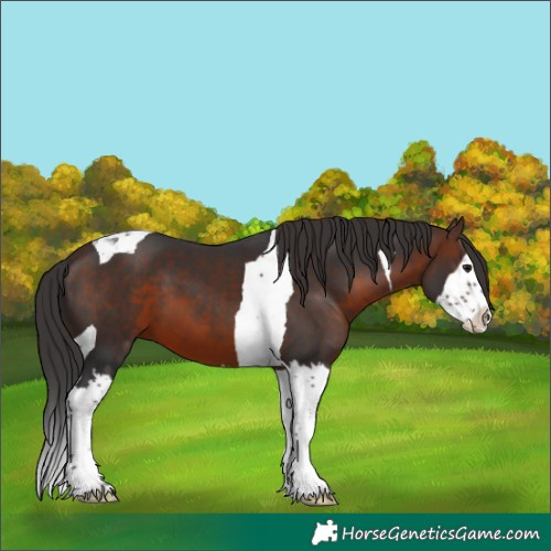 Horse Color:Brown Splash Tobiano