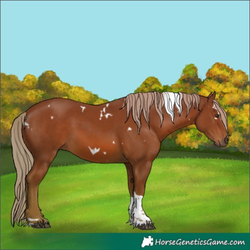 Horse Color:White Spotted Chestnut Tobiano 