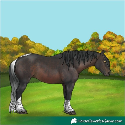 Horse Color:Brown Tobiano 