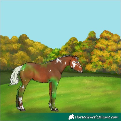 Horse Color:Unknown 