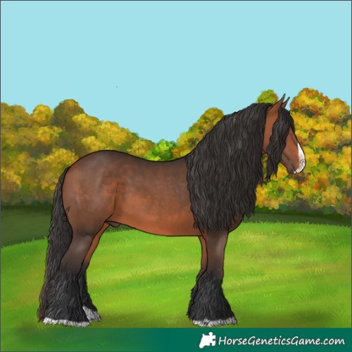 Horse Color:Bay Splash