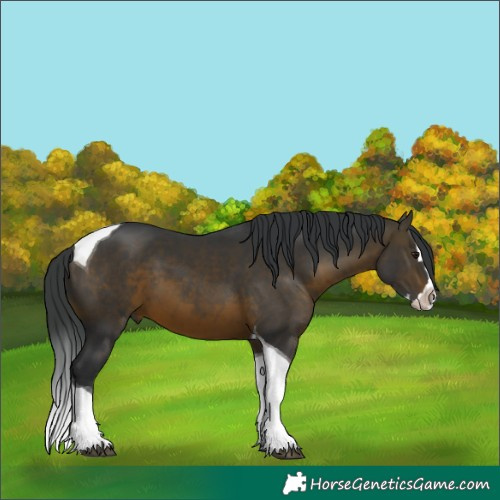 Horse Color:Brown Splash Tobiano