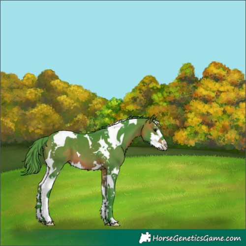 Horse Color:Unknown 