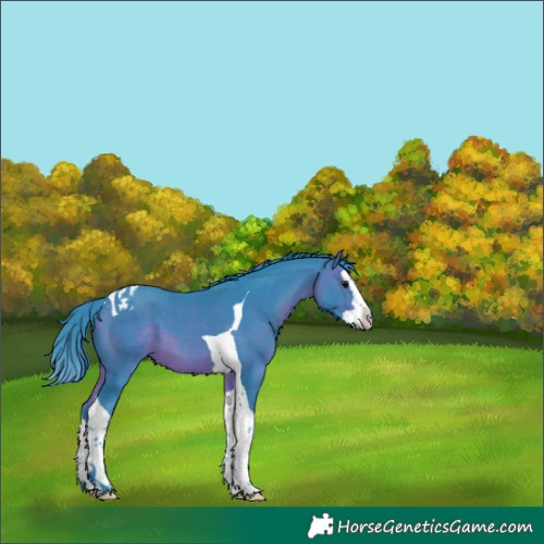 Horse Color:Unknown 