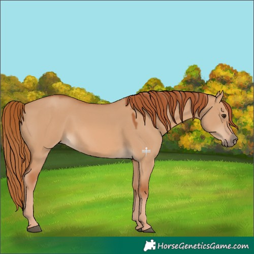 Horse Color:Red Dun Rabicano 