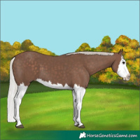 Horse Color:Silver Black Splash 