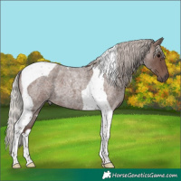 Horse Color:Silver Blue Roan Tobiano 