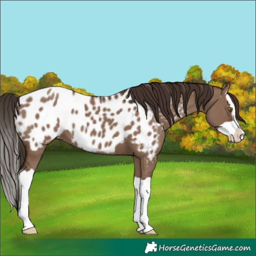 Horse Color:Liver Red Dun Splash Appaloosa 