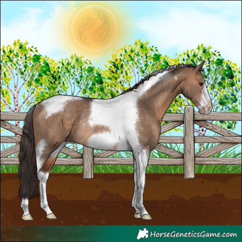 Horse Color:Bay Dun Tobiano Frame Appaloosa Rabicano 