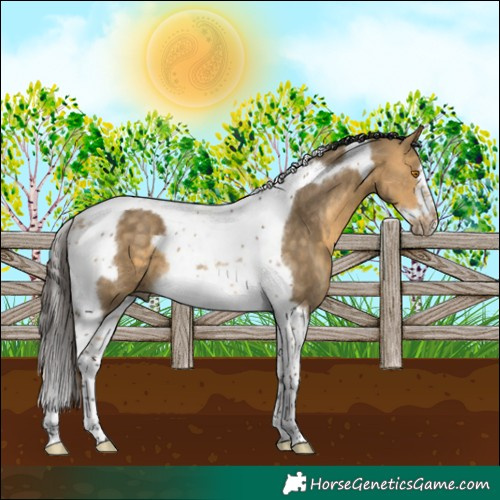 Horse Color:Buckskin Dun Tobiano Frame Rabicano 