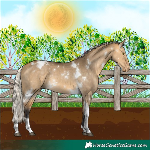 Horse Color:White Spotted Silver Buckskin Dun Tobiano Appaloosa Rabicano