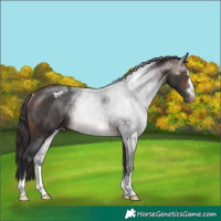 Horse Color:Brown Appaloosa Rabicano