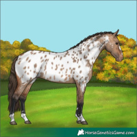 Horse Color:Bay Dun Near Leopard Rabicano 