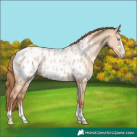 Horse Color:Gold Champagne Dun Appaloosa Rabicano