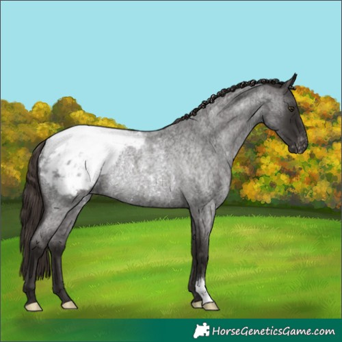 Horse Color:Liver Red Roan Appaloosa Rabicano 