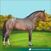 Horse Color:Bay Roan Sabino Blanket Rabicano 