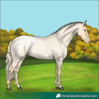 Horse Color:Palomino Roan Dun Appaloosa Rabicano 