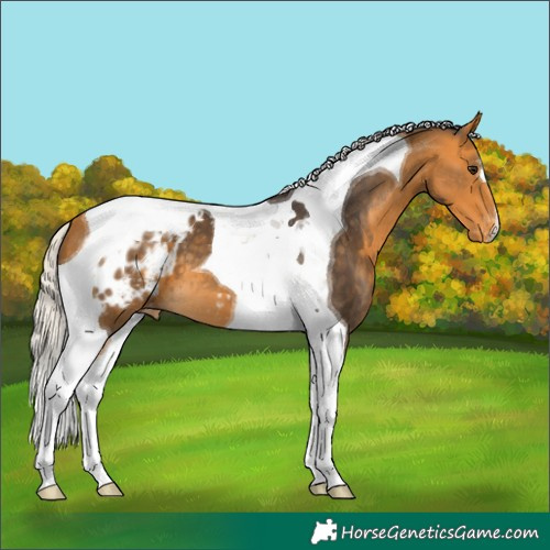 Horse Color:Silver Buckskin Tobiano Appaloosa 
