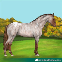 Horse Color:White Spotted Red Roan Appaloosa Rabicano 