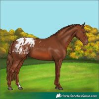 Horse Color:Chestnut Appaloosa Rabicano