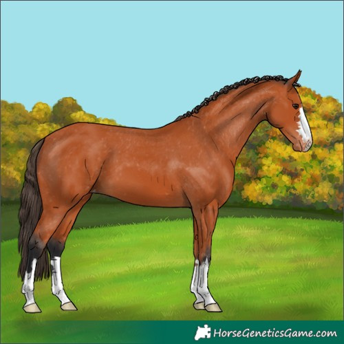 Horse Color:Bay Varnish