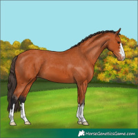 Horse Color:Bay Varnish