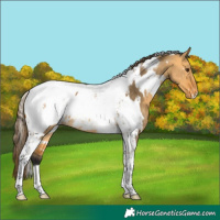 Horse Color:White Spotted Buckskin Dun Tobiano Near Fewspot