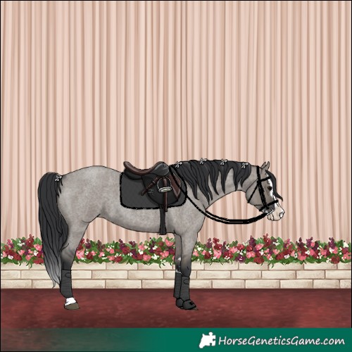Horse Color:Grullo Roan Splash 