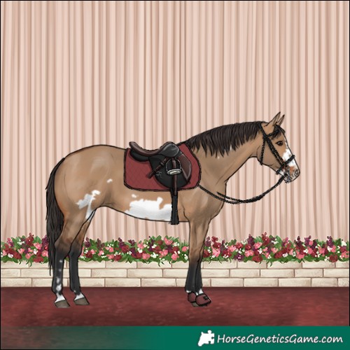 Horse Color:Bay Dun Frame 