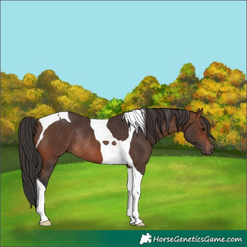 Horse Color:Brown Tobiano Rabicano 