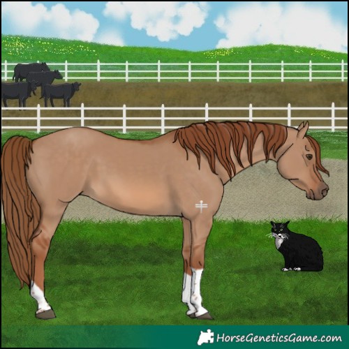 Horse Color:Red Dun Tobiano 