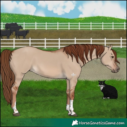 Horse Color:Red Dun Tobiano 