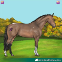 Horse Color:Bay Mushroom Tobiano 