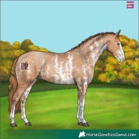 Horse Color:Bay Pearl Sabino 