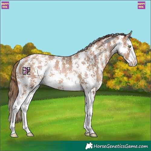 Horse Color:Liver Chestnut Pearl Sabino Splash